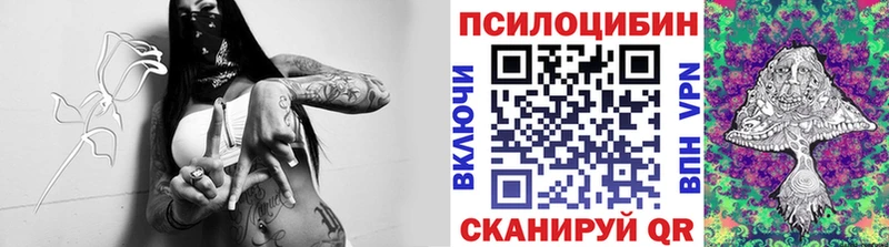 blacksprut ССЫЛКА  Чегем  Псилоцибиновые грибы мицелий  закладка 